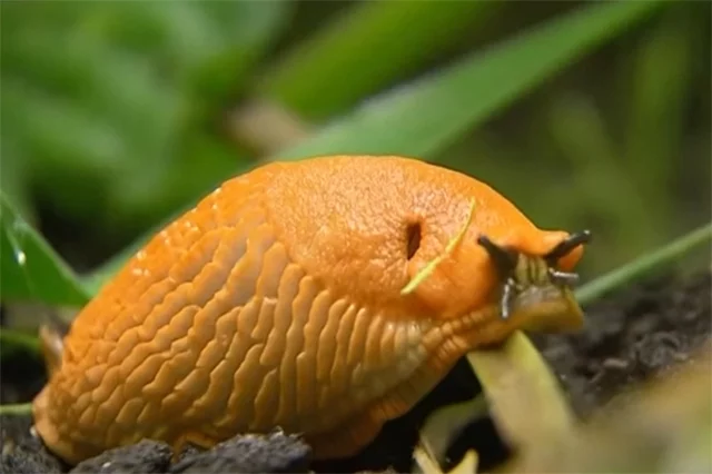 Эксперт подчеркивает: взрослые особи живут всего один сезон и с холодами погибают, но оставляют после себя бомбу замедленного действия.