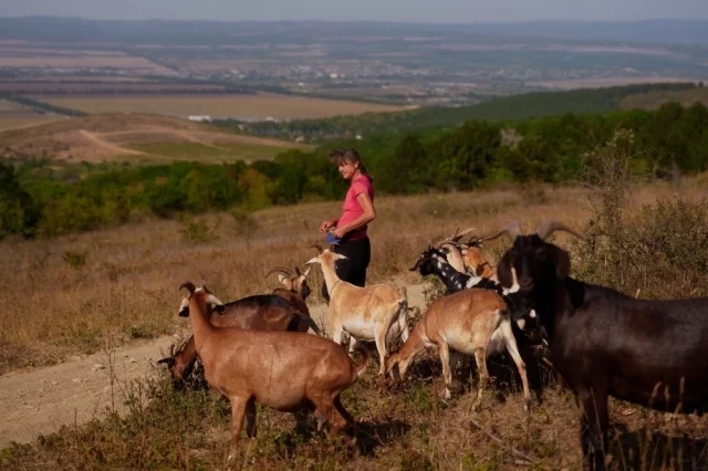 По словам Изабеллы Корниенко, козы оказались очень милыми, коммуникабельными животными, и она в них влюбилась.