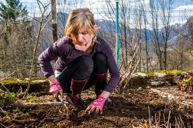 Почву в теплице рыхлят, не переворачивая глубинные слои.