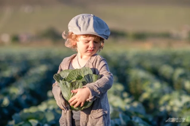 Капуста — культура дисциплины. Она не терпит спешки, случайного грунта, затенения и «авось пронесёт».