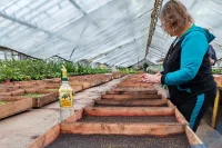 Самой востребованной культурой является петуния — гибридная и ампельная.