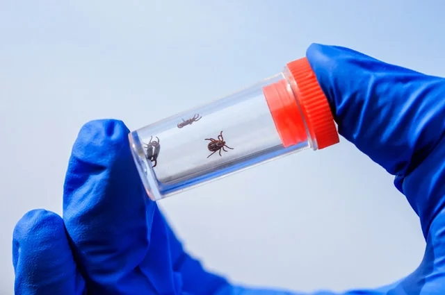 Обычно сезон активности клещей стартует, когда земля прогревается до +1...+5°C. 