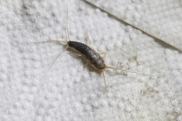 Чешуйница в квартире чувствует себя хозяйкой там, где сыро и темно. 