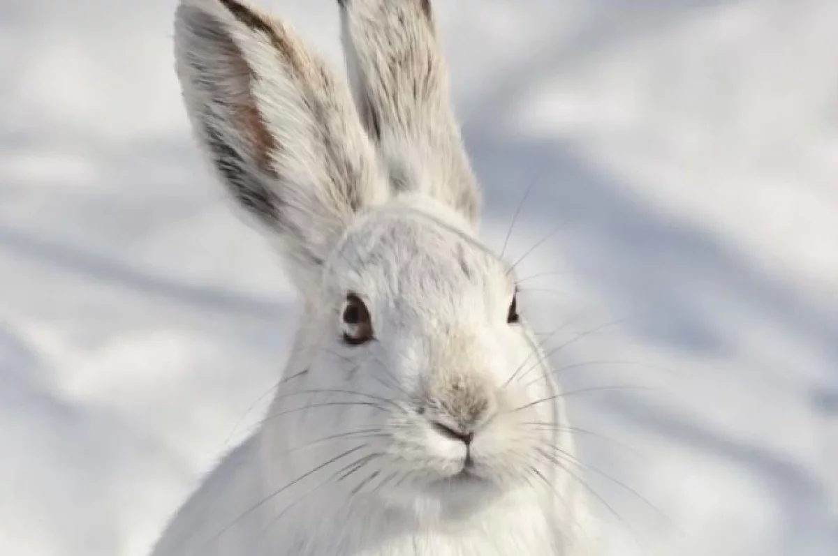 На лыжне в Петрозаводске горожане заметили зайца