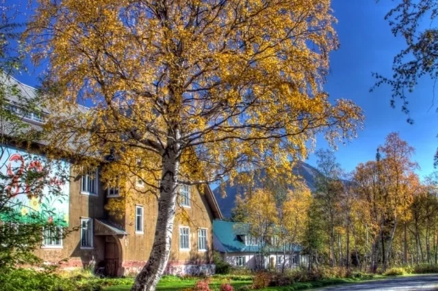 Эта берёза появилась на свет за год до британской королевы Елизаветы II.