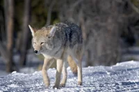 Волки стали чаще становиться «героями» сводок новостей.