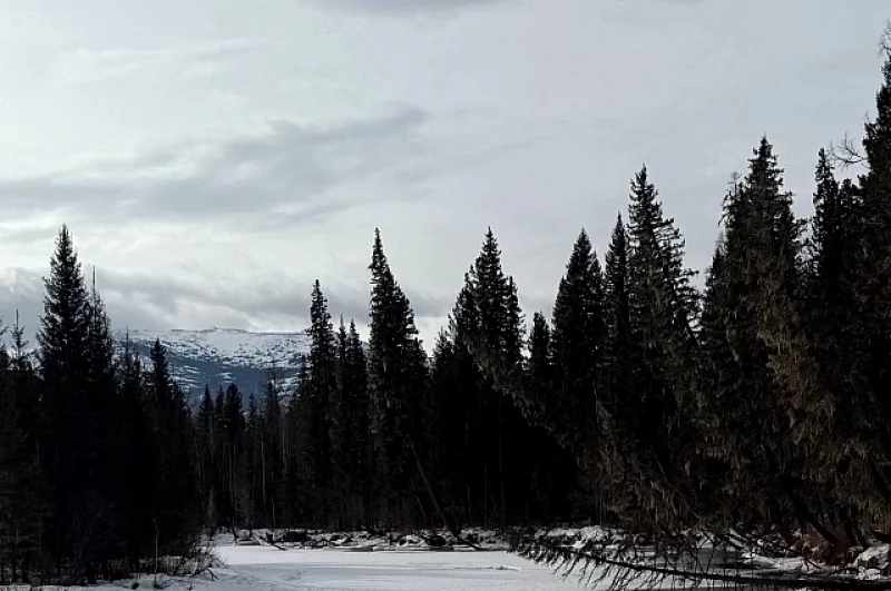 В тайге все глухо: все расщелеены заметены снегом.