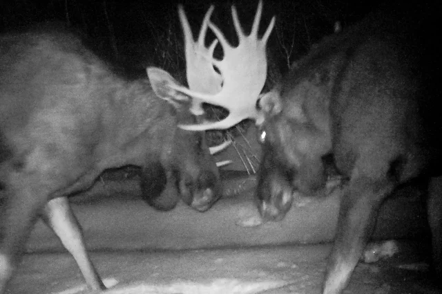 Битва лосей