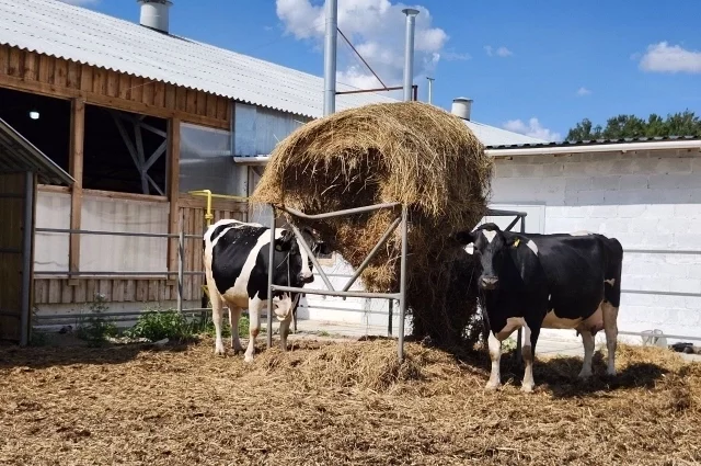 К 2030 году уральские коровы будут производить до 1 млн тонн молока в год.