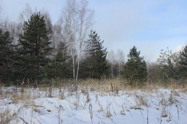 В 10 лет наш читатель начал добывать дрова для дома. Брал с собой ножовку, топор и в посадки… В любую погоду… Где-то собирал ветки, что упали, где-то пилил. А потом всё тащил домой, где вместе с отцом всё разрубали на дрова. 