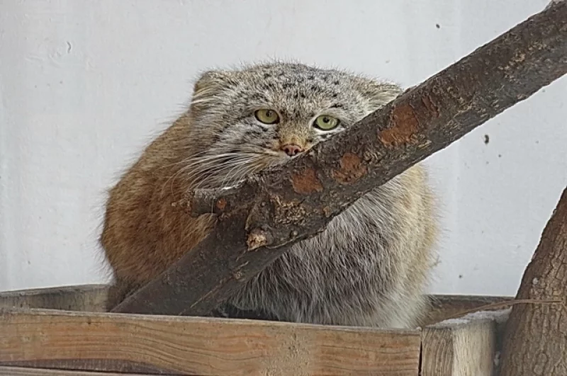 Пожалуй, спрячусь на веточкой.