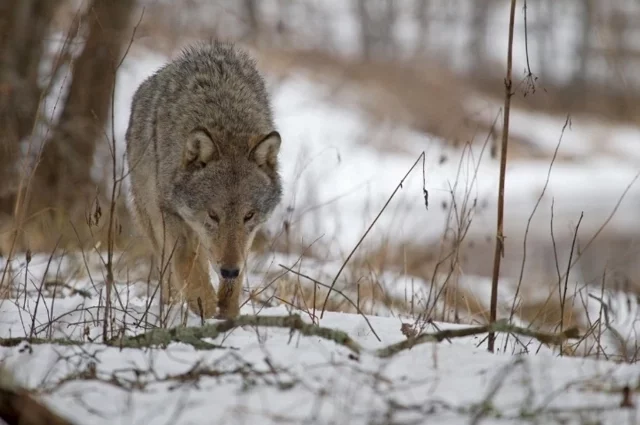 Встретили волка – звоните в экстренные службы!