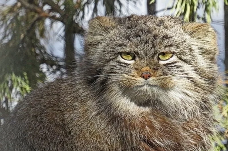 Март 2023-го. Котёнок манула Мии