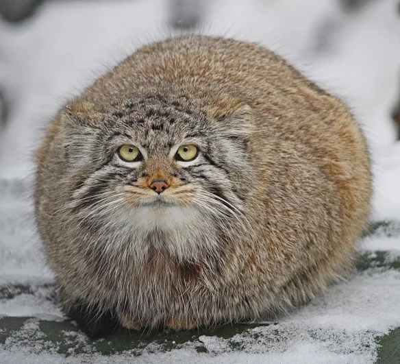 Почти идеальный шар.