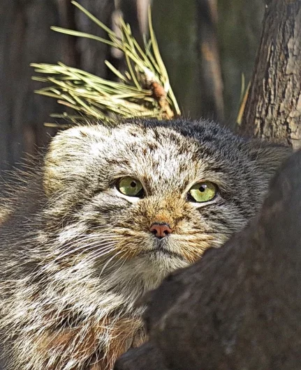 В Новосибирском зоопарке живёт около 30 манулов.