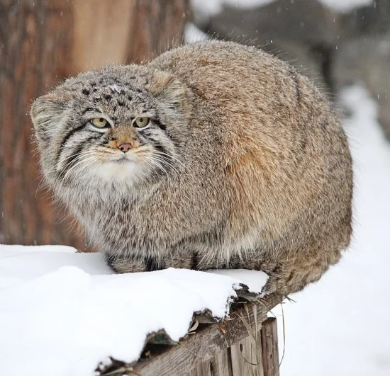 Плоская мордочка и широко расставленные глаза нужны не только для очарования, но и для успешной охоты.