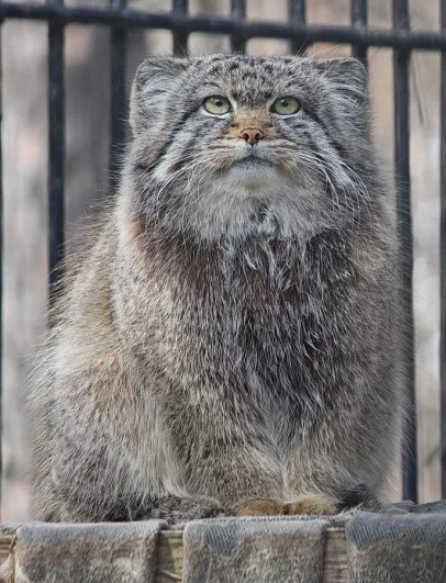 Но и настоящая весна уже близко.