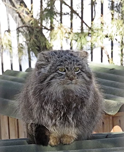 С такой теплой шубкой даже в Сибири не холодно.