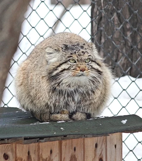 Весной пока только пахнет. Так что лапки лучше ставить на теплый хвост.