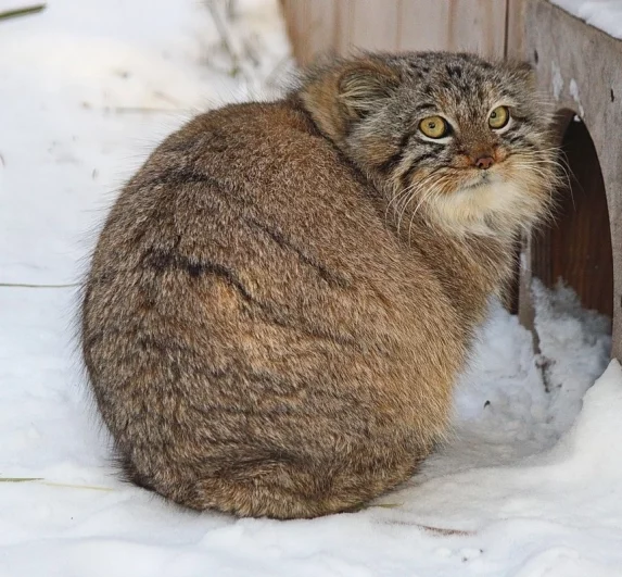 У манулов самый пушистый и длинный мех из всех кошачьих.