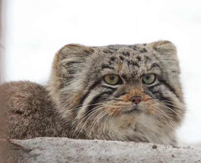 Этому котёнку ещё нет и года. Март 2025 года.