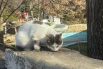 Сердобольные ростовчане угостили кота в парке имени Максима Горького.