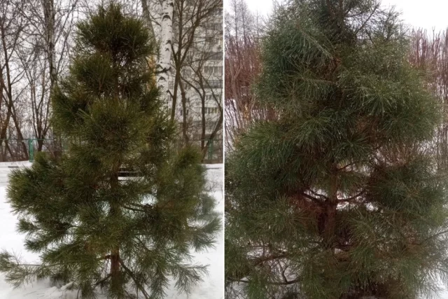 Сосны, которые подвергались обрезке с восьмилетнего возраста в течение трех лет.