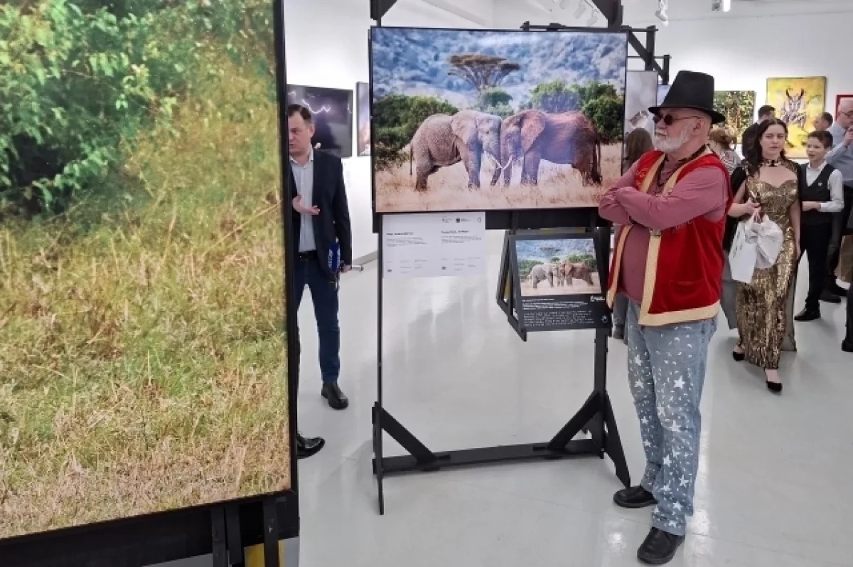 Гость фестиваля перед фото «Мир, пожалуйста!» фотографа Сергея Савви, запечатлевшего двух слонов в Кении. 