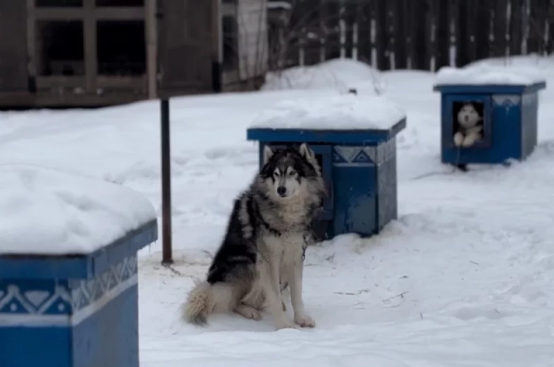 У каждой из сотни собак в деревне есть свой домик. А всё это вместе издали похоже на пасеку.