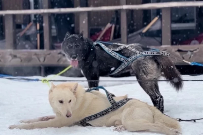 После тренировки собаки валяются в снегу, им жарко. Каких-то минус пять.