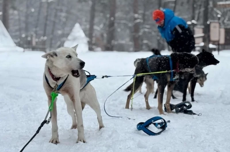 Дуня — лидер упряжки и правая лапа каюра.
