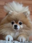 Мия