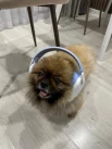 Монтик