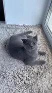 Боб