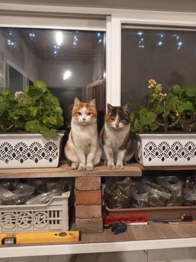 Фаня и Киса