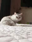 Марсик