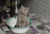 Локи