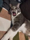 Фантик
