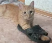 Рыжик
