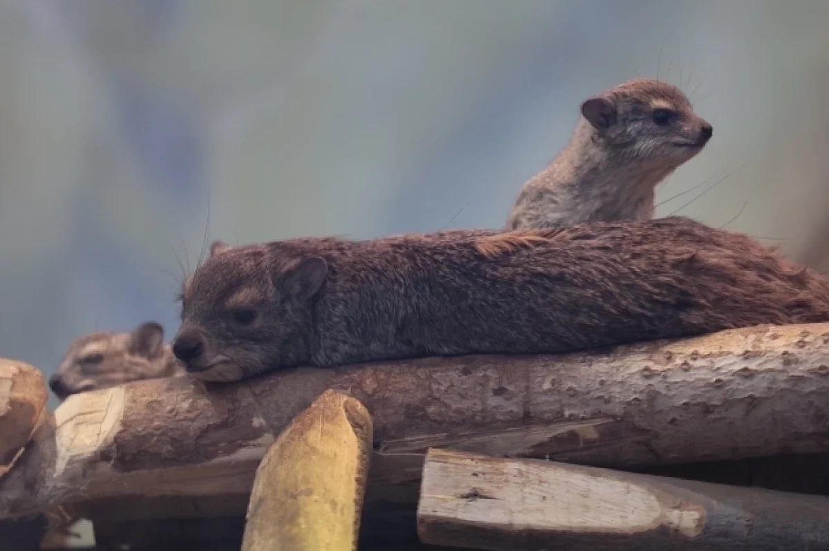 Работники зоопарка сейчас особенно следят за рационом мам.