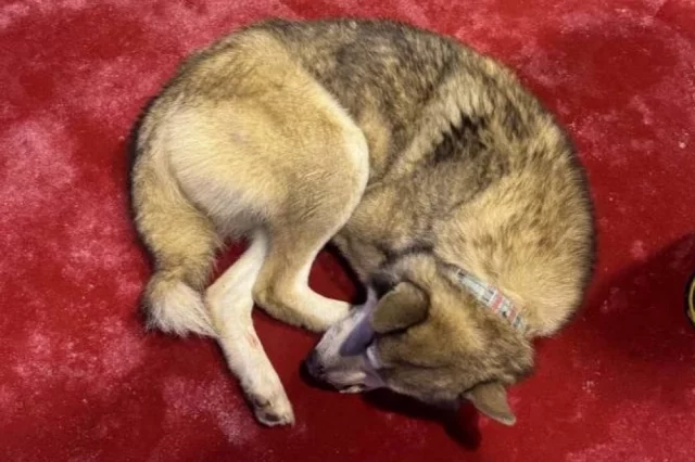 В абсолютном бессилии собака легла перед входом в КТЦ.