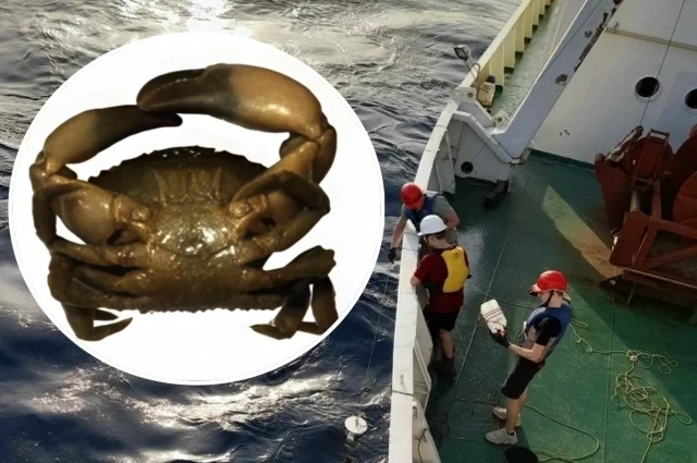 Нездешний краб прибыл из зарубежных водоёмов.