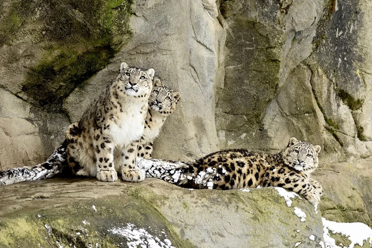 Спасение дикой природы. Россияне выберут 100 уязвимых краснокнижных видов