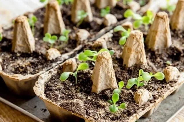 Низкорослые ультраранние и ранние сорта, предназначенные для открытого грунта, не стоит высевать слишком рано.