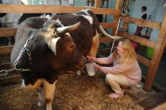 Бурёнка в личном подворье рискует стать исчезающим видом, жалуются владельцы ЛПХ.