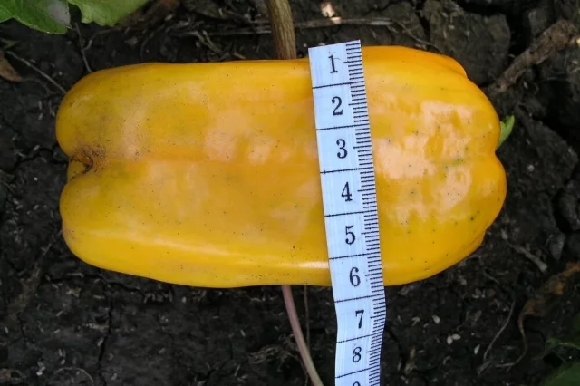 Квадрат Дасти Гианто желтый — сорт с массивными квадратными плодами и выраженной мясистостью