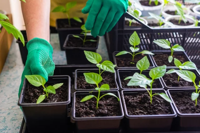 Многие дачники совершают одну и ту же ошибку: стараются ускорить рост сеянцев с помощью концентрированных удобрений.