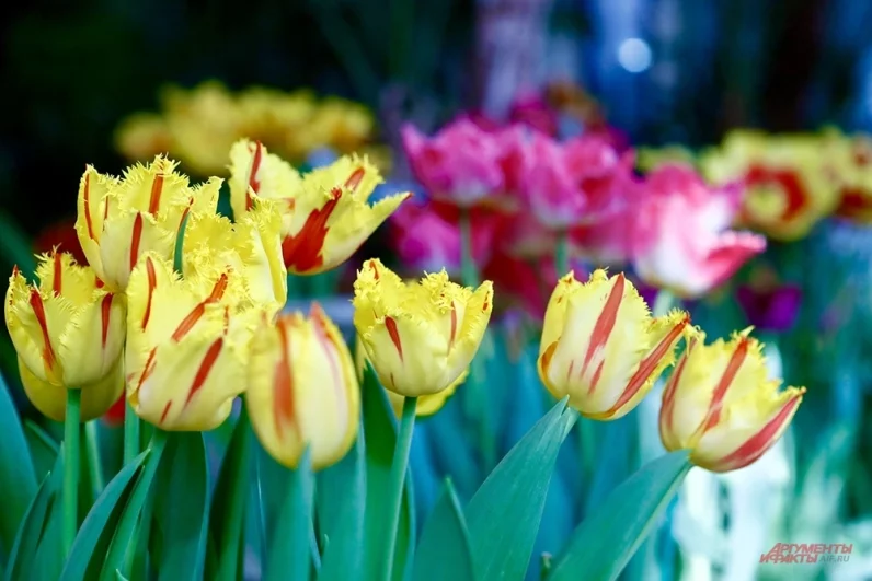 Несмотря на будний день в Царицынской оранжерее много людей. Все они жаждут насладиться первоцветами.