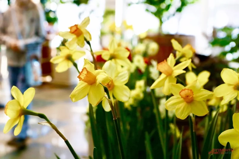 В Царицынской оранжерее  бурным цветом цветут тюльпаны, которые во многих оранжереях уже отцвели.