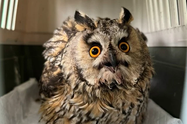 Состояние совы, столкнувшейся с автомобилем, сейчас характеризуют как стабильное.